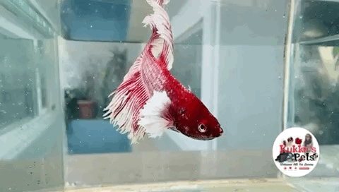 Lavender dumbo ear HM betta pair