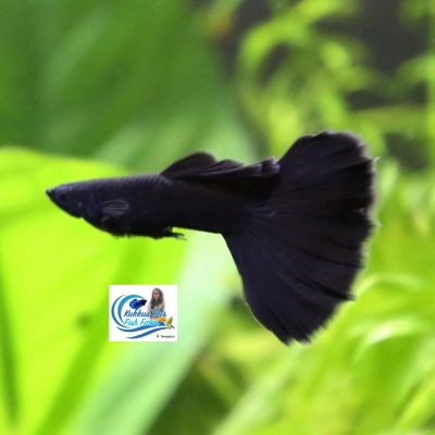 Dark blue Guppies | Electric Blue Guppies | Moscow blue guppy | Black Guppies