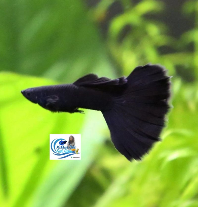 Dark blue Guppies | Electric Blue Guppies | Moscow blue guppy | Black Guppies