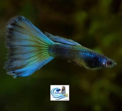 Emerald green guppy | Moscow green guppy pair