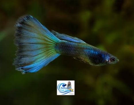 Emerald green guppy | Moscow green guppy pair