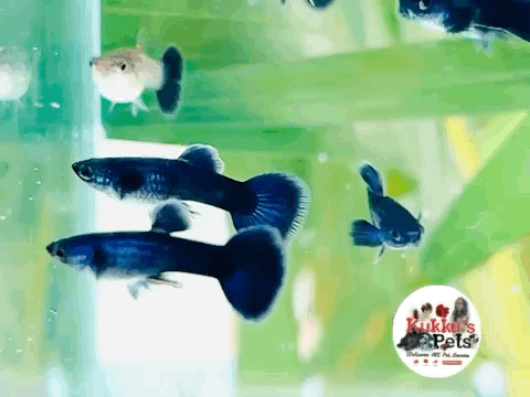 Dark blue Guppies | Electric Blue Guppies | Moscow blue guppy | Black Guppies