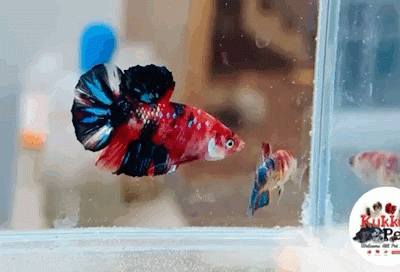 Nemo candy plakat betta pair 1
