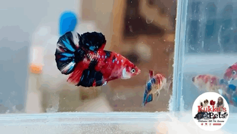 Nemo candy plakat betta pair 1