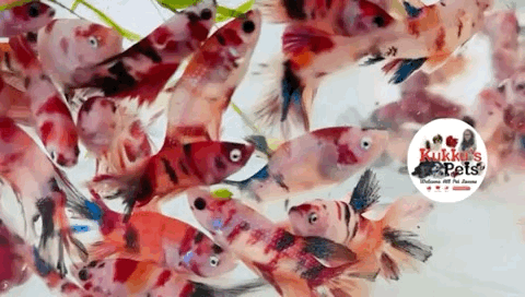 Nemo ohm females