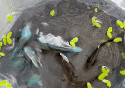 Emerald green guppy | Moscow green guppy pair