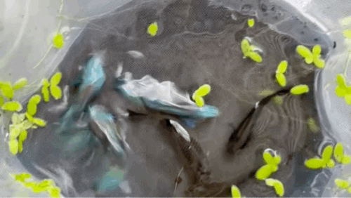 Emerald green guppy | Moscow green guppy pair