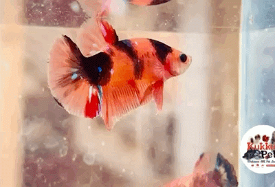 Nemo candy plakat betta pair 2