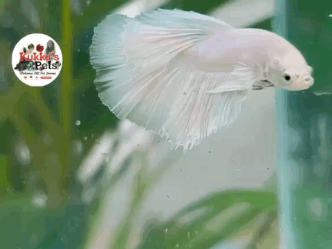 Milky white dumbo ear HM betta pair