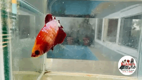 Exotic Plakat Betta Female