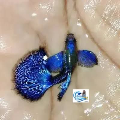 Purple berry dumbo ear guppy