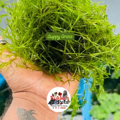 Water plant for sale in bangalore
