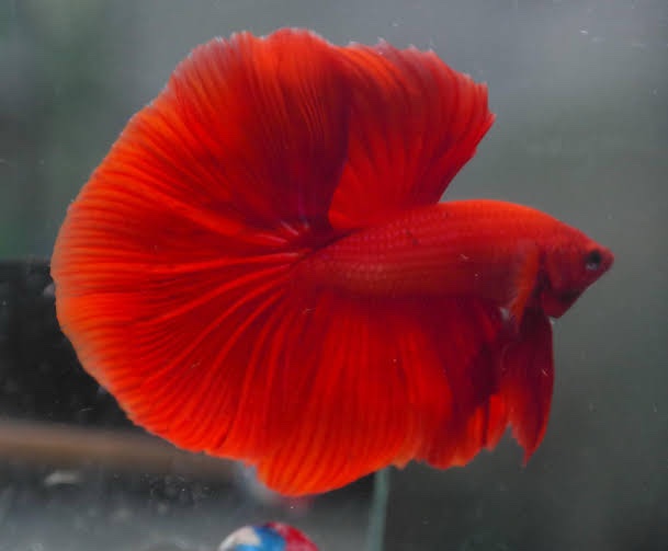 Red ohm betta pair