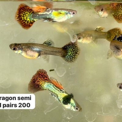 Dark night dragon dumbo ear new line pair 200