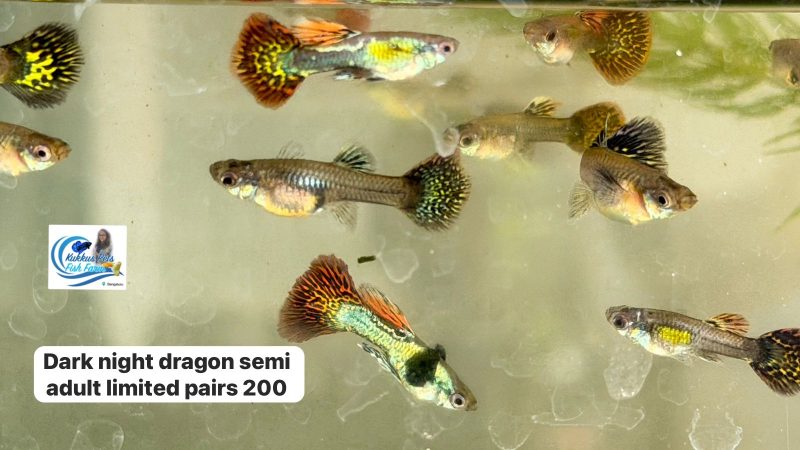 Dark night dragon dumbo ear new line pair 200