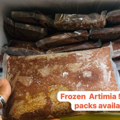 Frozen Artemia