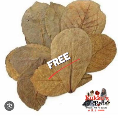 Free Almond leafs
