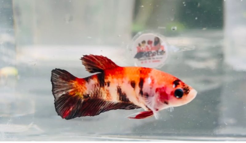 Nemo candy female 200