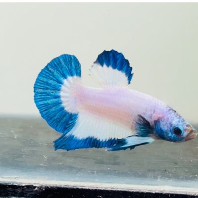 Blue rim plakat Betts pair in Bangalore