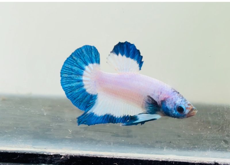 Blue rim plakat Betts pair in Bangalore