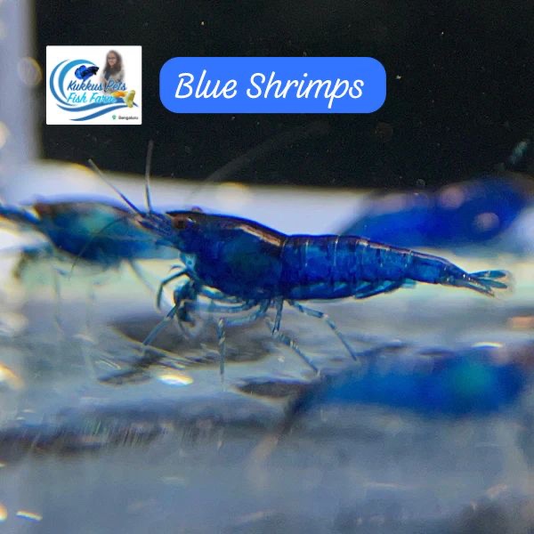 Blue Shrimp each piece