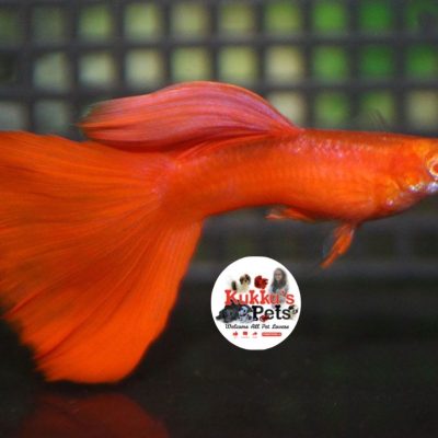 AFR - Albino Full Red semi adult pair