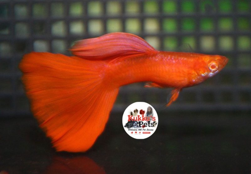 AFR - Albino Full Red semi adult pair
