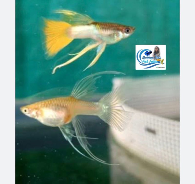 Ribbon 🎀 Gull ear 👂 Premium Yellow Pingu guppy breeding pair