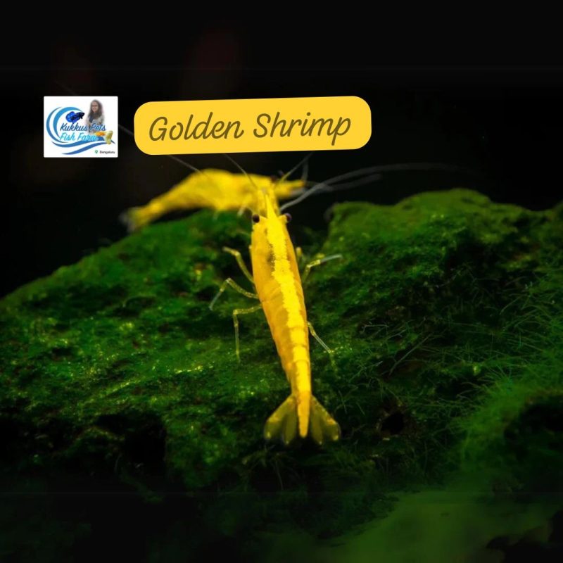 Golden Shrimp each piece