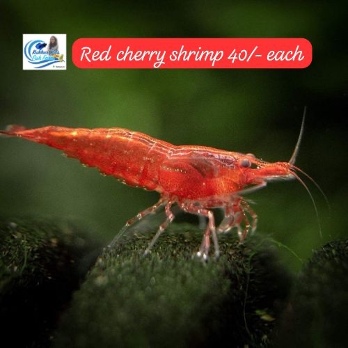 Red cherry shrimp 🦐 each piece