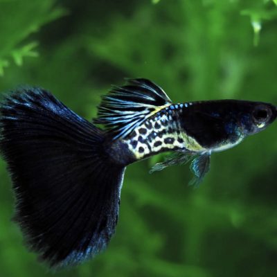 Blue metal galaxy, Dark blue galexy guppy in Bangalore