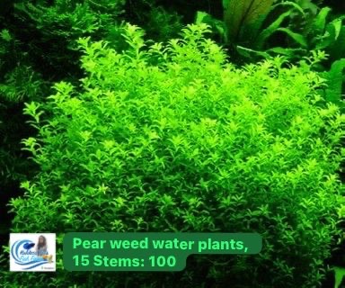 Pear weed water plants in Bangalore , 15 Stems