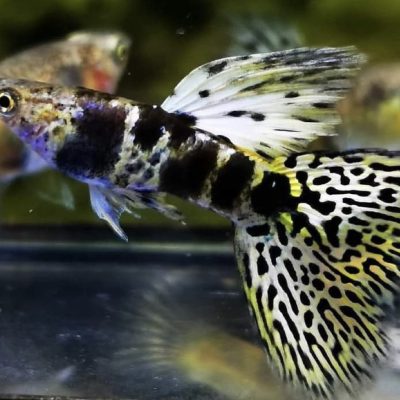 Yellow Tiger Guppy in Bangalore