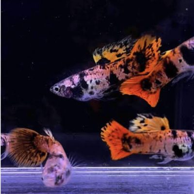 Red Tiger Guppy in Bangalore